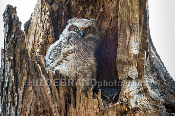Great Horned Owl