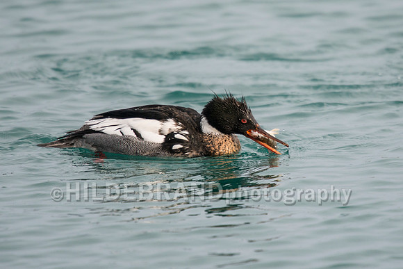Red-breasted Merganser
