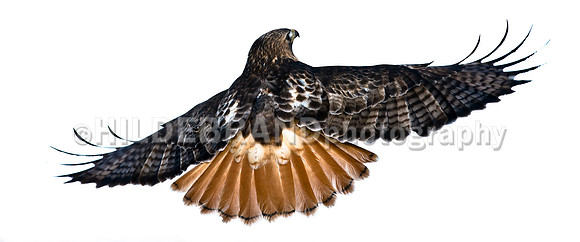 Redtail in Flight