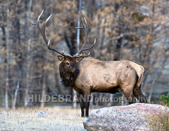 Bull Elk