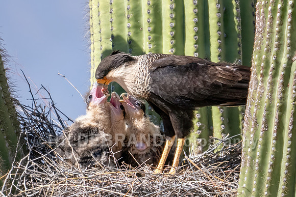 Crested Caracara
