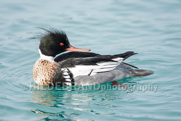 Red-breasted Merganser