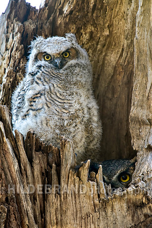 Great Horned Owl