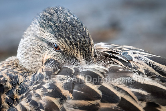 Mallard Duck