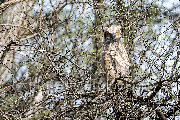 Great Horned Owl