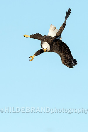 Bald Eagle