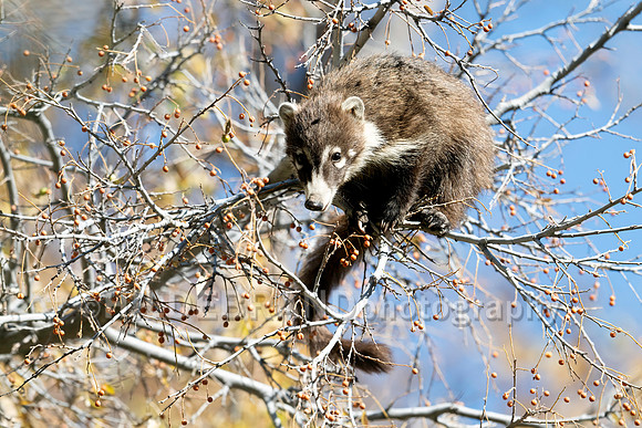 Coatimundi