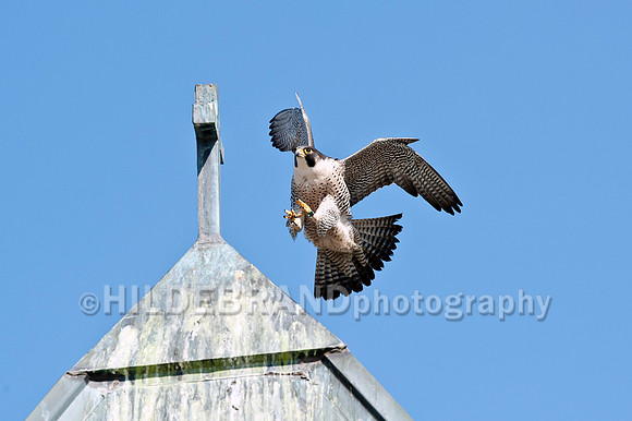 Clear for Landing