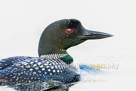 Common Loon