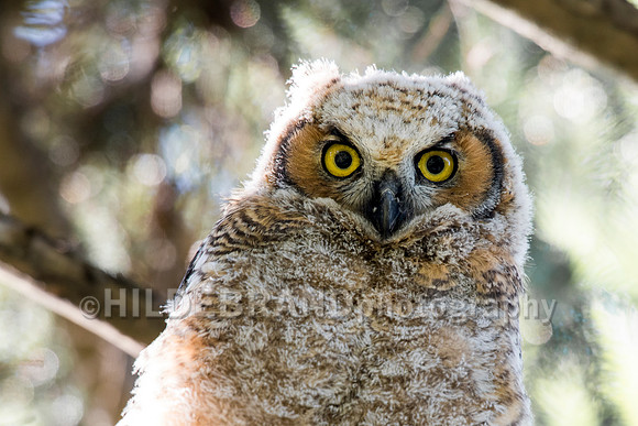 Great Horned Owl