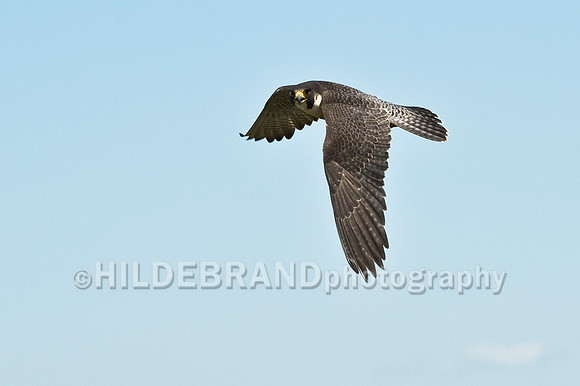 Peregrine Falcon