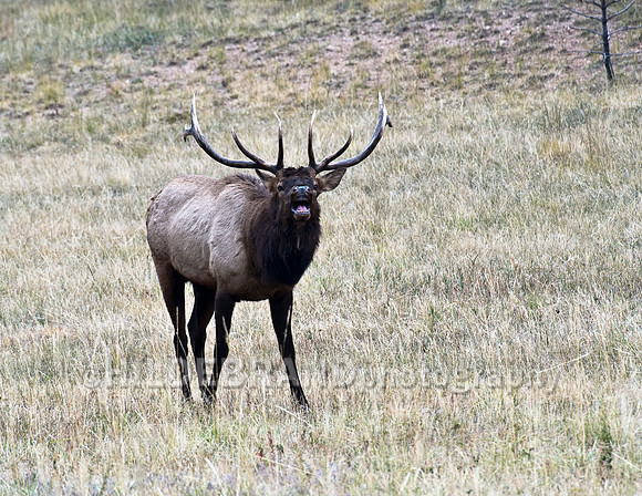 Bull Elk