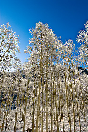 Frosted Aspens