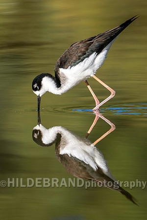 Black-necked Stilt