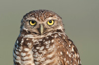 Burrowing Owl