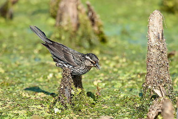 Red-Winged Blackbird