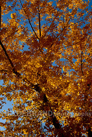 Fall Leaves
