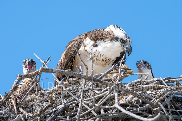 Osprey