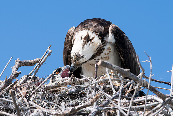 Osprey