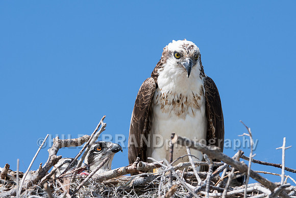Osprey
