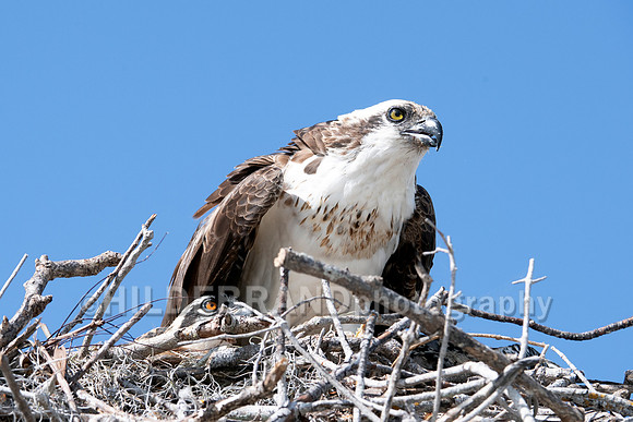 Osprey