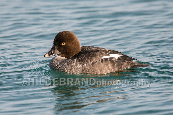 Common Goldeneye
