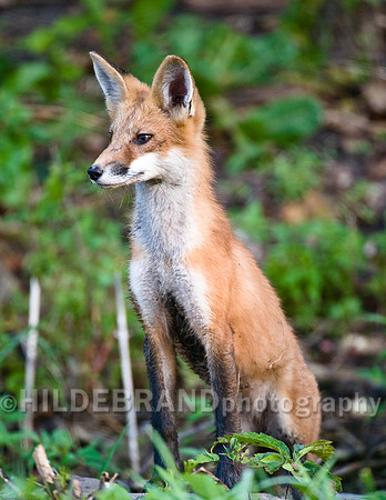 Neighborhood Red Fox