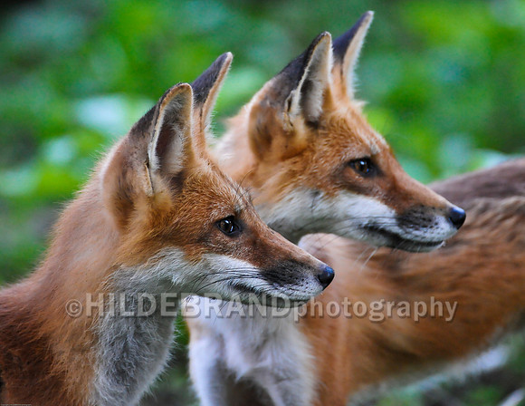 Neighborhood Red Fox