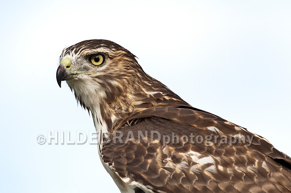 Red-tailed Hawk