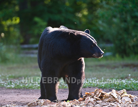 Black Bear at Bait Site - No.2