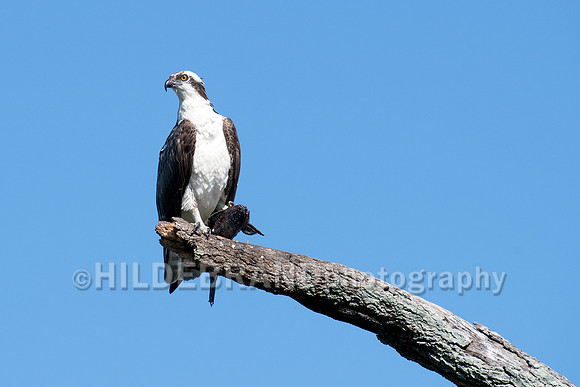 Osprey