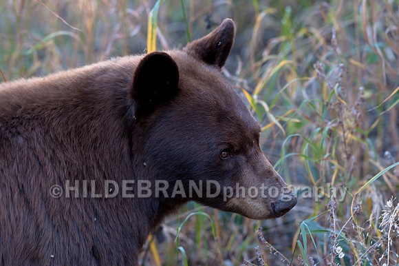 Brown Colored Black Bear