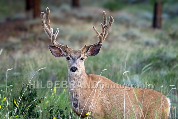 Mule Deer