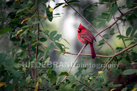 Northern Cardinal