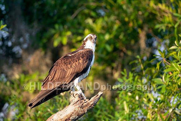 Osprey
