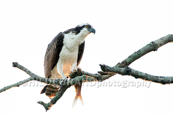 Osprey