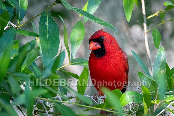 Northern Cardinal