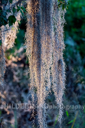 Spanish Moss