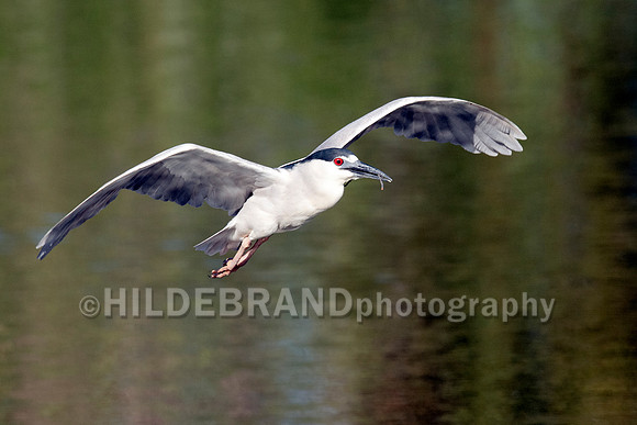 Black-crowned Night-Heron