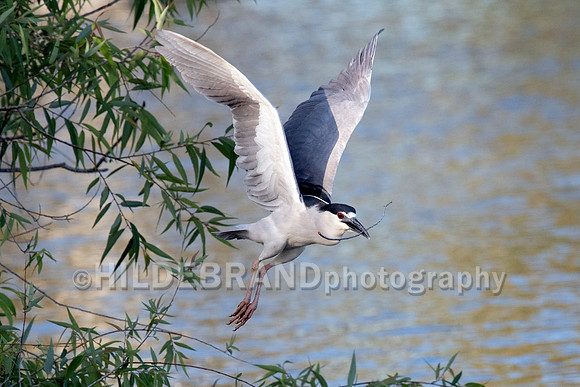 Black-crowned Night-Heron