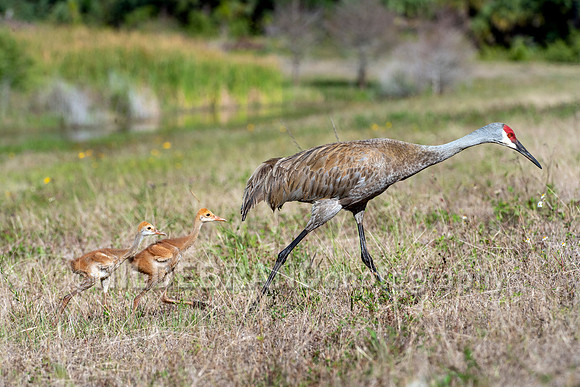 Sandhill Crane
