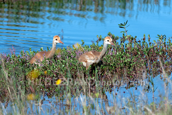 Sandhill Crane