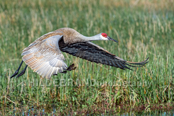 Sandhill Crane
