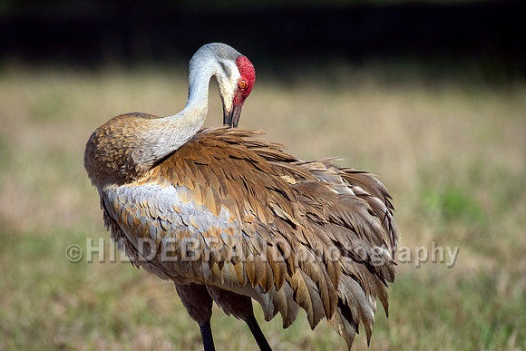 Sandhill Crane