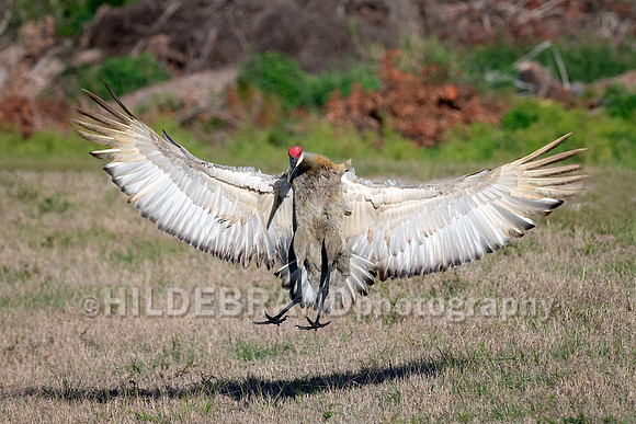 Sandhill Crane