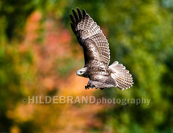 Immature Red-Tail Hawk