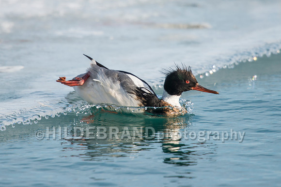Red-breasted Merganser