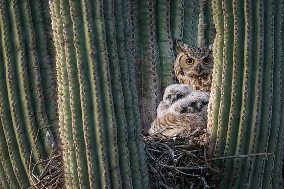 Great Horned Owl