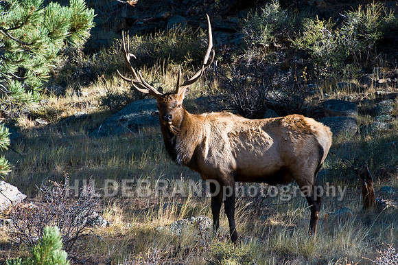 Bull Elk