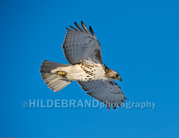 Immature Red-Tail Hawk